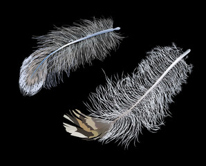 two color feathers on black background