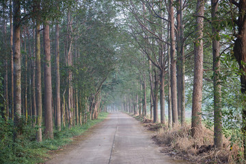 Fototapeta na wymiar Forest Path