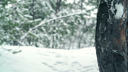 Cheerful little girl hiding behind a tree trunk during snowball fight 