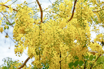 
Golden bunches of Cassia fistula, national flower of Thailand