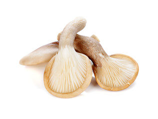 oyster mushroom on white background