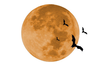 Bat hanging on tree.