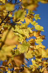 Naklejka na ściany i meble foglie gialle autunno autunnali alberi colorati
