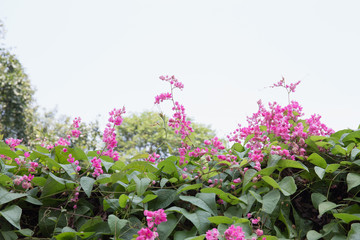 Fototapeta premium Pink flower