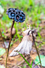 Dry lotus seeds closeup