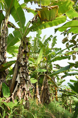 view of banana trees farm