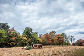 Belgian Draft Horses pulling a plow on an Amish Farm in Autumn