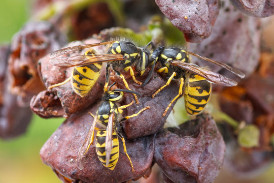 Avispas comiendo fruta, uvas. Vespula.
