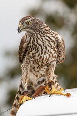 Azor. Accipiter gentilis. Cetrer√≠a.