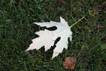 leaf with water drops after rain on the green grass