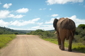 Elephants in Addo National Park in South Africa