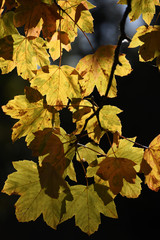 foglie gialle autunno autunnali alberi colorati