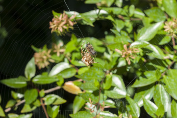 Garden spider preying on a honey bee
