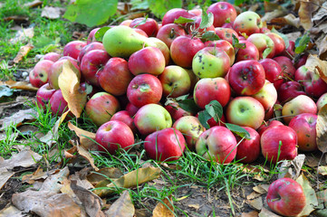 Naklejka na ściany i meble Red Apples with Autumn Leaves as a Background