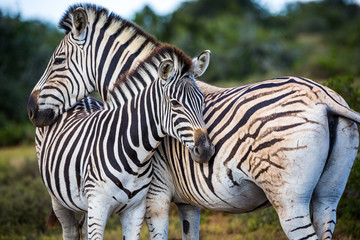 Fototapeta na wymiar Two zebras playing with each other, South Africa.