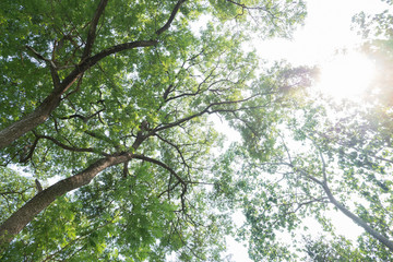 tree branch of green leaves on a big tree, nature background