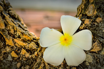 Fototapeta na wymiar Frangipani tropical flowers