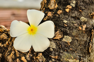 Frangipani tropical flowers on tree