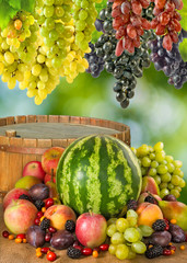 Image of many fruits and berries