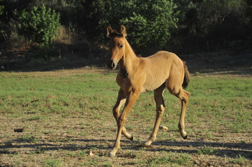 Small foal