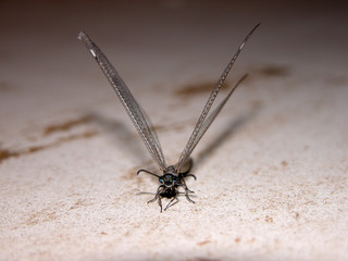 Dragonfly on texture