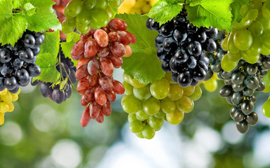 image of ripe grapes in the garden closeup