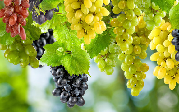 image of ripe grapes in the garden close-up
