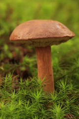 Maronen-Röhrling (Imleria badia)
