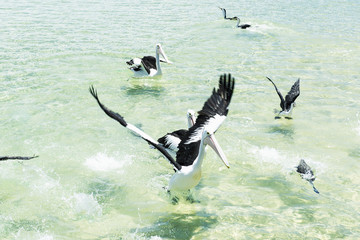 Pelicans swimming in the water during the day at Tangalooma Island in Queensland on the west side...
