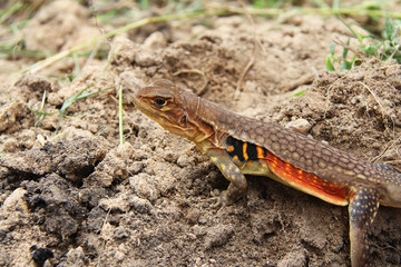 Butterfly lizard(Leiolepidinae) in nature