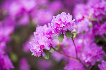 Rhododendron bloom in spring. Beautiful picture.