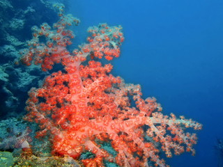 Plakat Soft coral, Island Bali