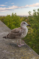 Young seagull standing on the stone fence of viewing platform