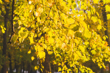 Linden branches with yellow autumn leaves sunny backlit