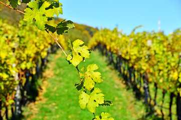 Weinberg im Herbst