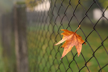 Closeup photo of colorful autumn leaf on fence