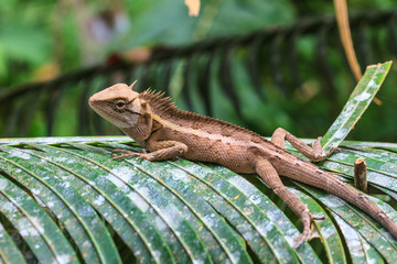 Green crested lizard
