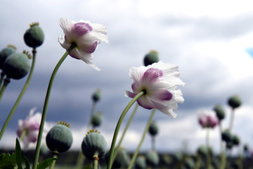 wild poppies in wind, summer