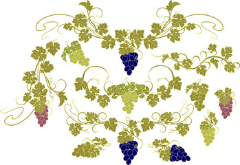Design elements with bunches of grapes and vines in vintage style.