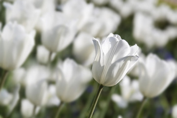 White tulips background