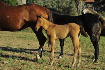 Fototapeta premium Mare and her foal