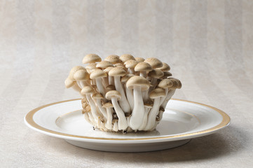 marmoreus. the Mushrooms isolated on a wallpaper background. 


