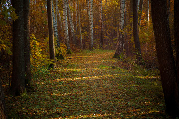 Fototapeta premium Forest trail with autumn leaves doily