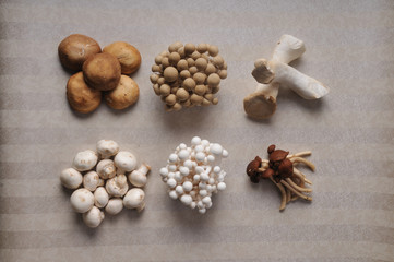 Fototapeta na wymiar marmoreus. the Mushrooms isolated on a wallpaper background.