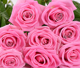 Pink rose  as a background