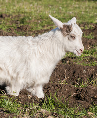 Obraz premium Baby goat close up uotside