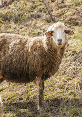 Sheep close up outside portret portrait