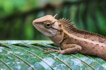 Green crested lizard