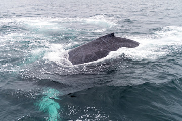 Fototapeta premium Humpback whale (Megaptera novaeangliae) in Machalilla National Park, Ecuador