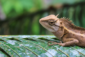 Green crested lizard